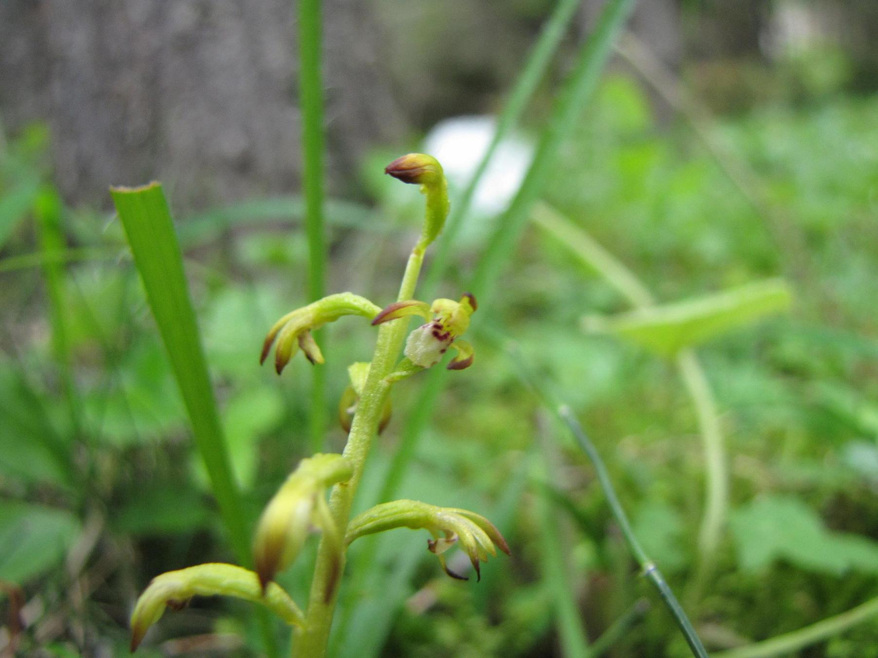 Corallorhiza trifida